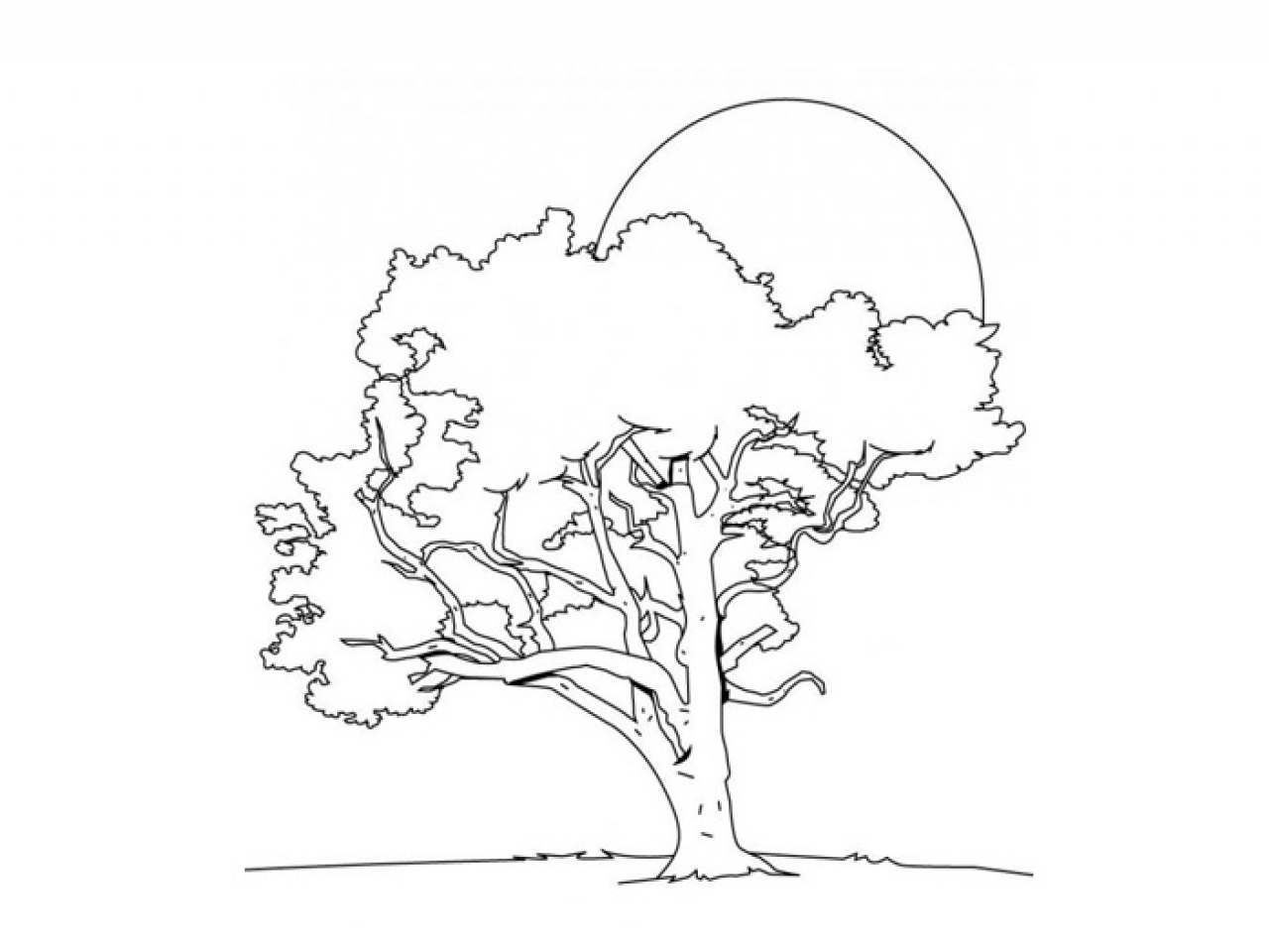 1280x960 Cartoon Tree Coloring, Ohio State Tree Coloring Page. Coloring