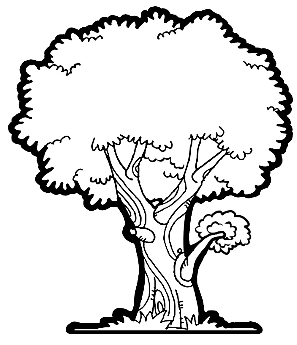 1000x1160 Narra Tree Drawing