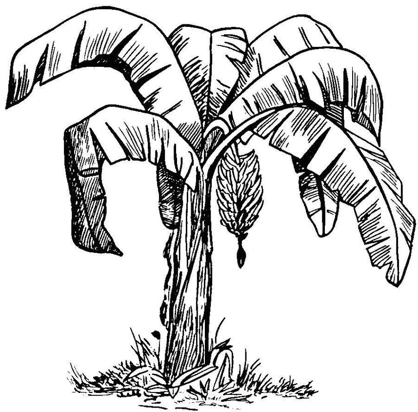 857x844 Banana Tree Drawing Clipart