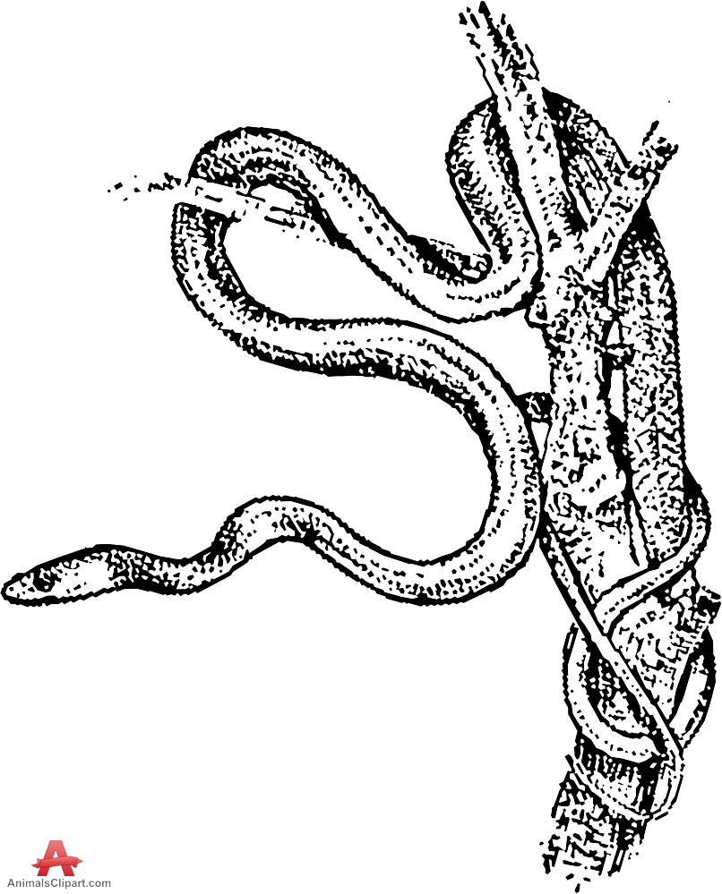 806x999 Rough Green Snake On Tree Branch Drawing Clipart Free Clipart