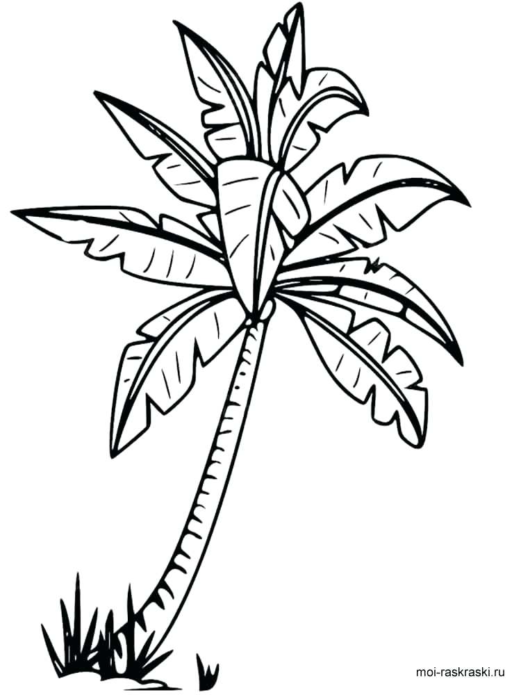 750x1000 Palm Tree Coloring Pictures Pages For Kids On Free Printable Tree