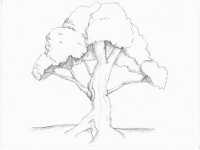 200x150 How To Sketch Trees