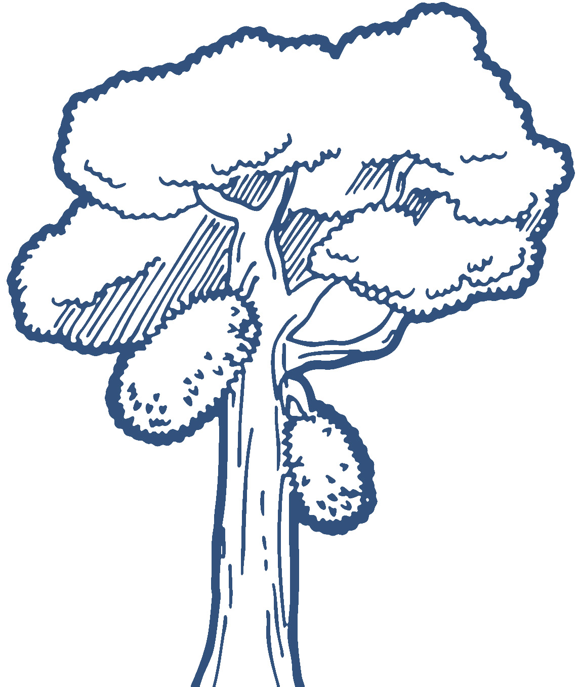 1144x1358 Jack Fruit Tree Clipart