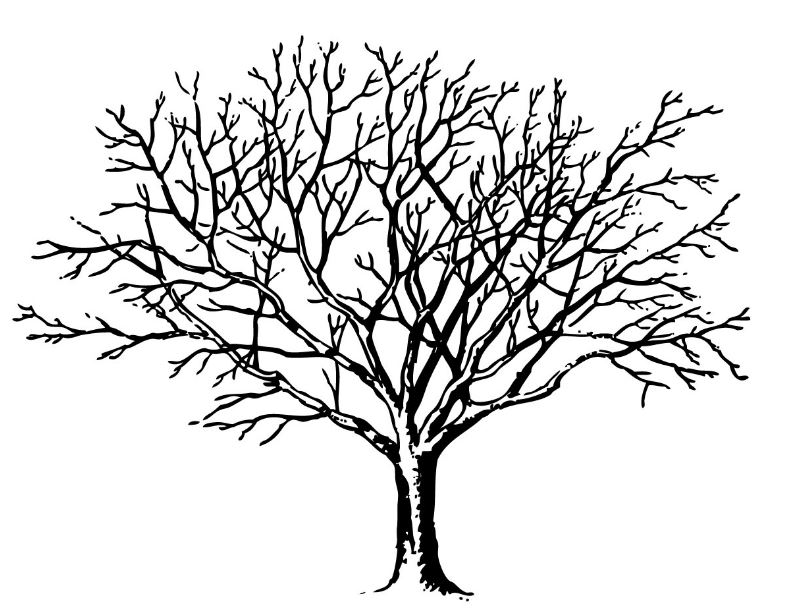 785x615 Top 20 Tree Clipart Black And White Free Download For Art Work