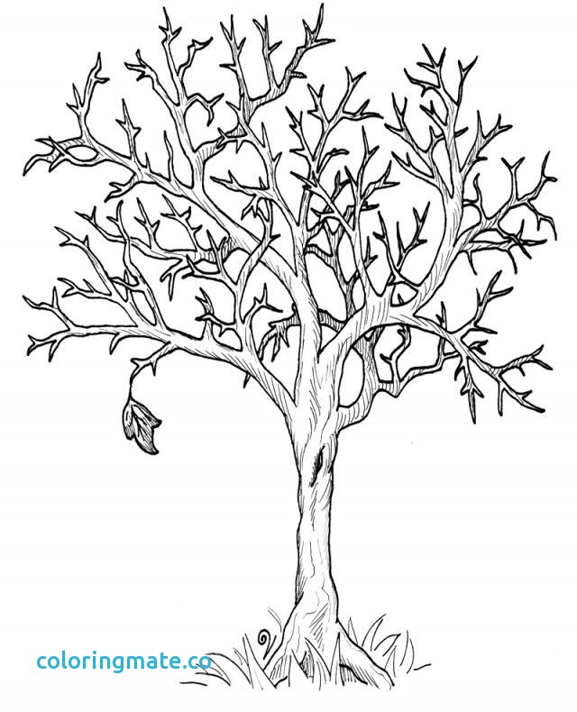 640x790 Tree Printable Coloring Page Awesome Fall Tree Coloring Page Free