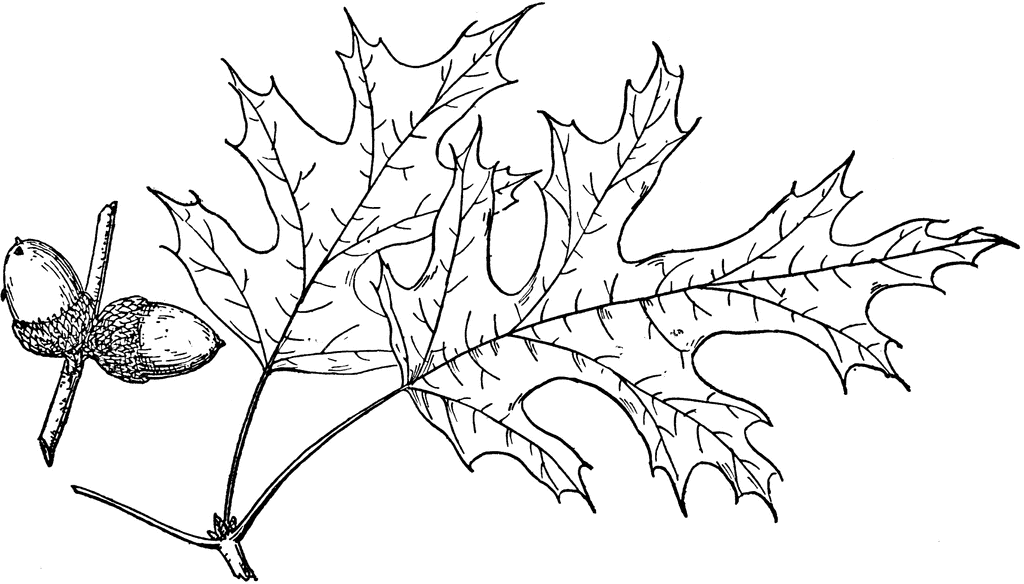 1024x584 Branch Of Northern Pin Oak Clipart Etc