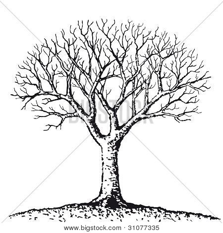 450x470 Tree Branches Images, Illustrations, Vectors