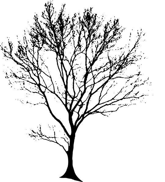 540x593 Clipart Tree Drawing Collection