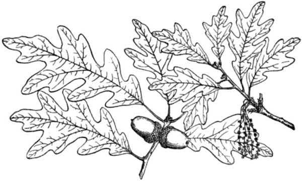 600x361 White Oak Tree Leaves Coloring Page Color Luna