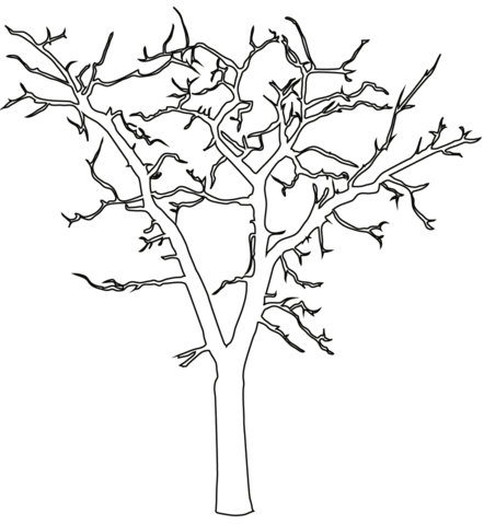 442x480 Dead Tree Outline Coloring Page Free Printable Coloring Pages