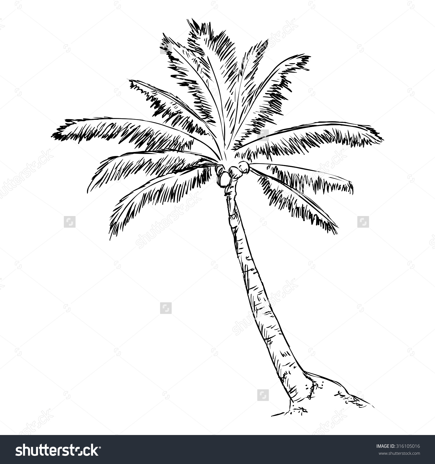 1500x1600 Palm Tree Drawing Outline Vector Single Sketch Palm Tree Stock