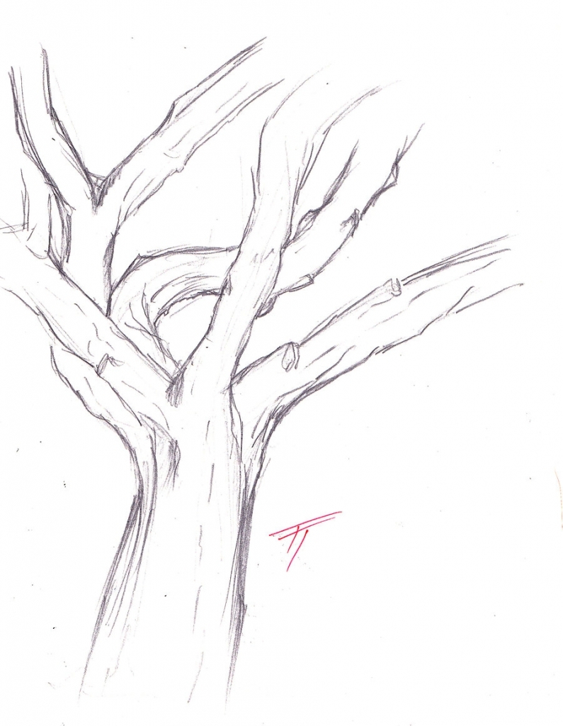 795x1024 Drawing A Tree Trunk Drawings Of Tree Trunks