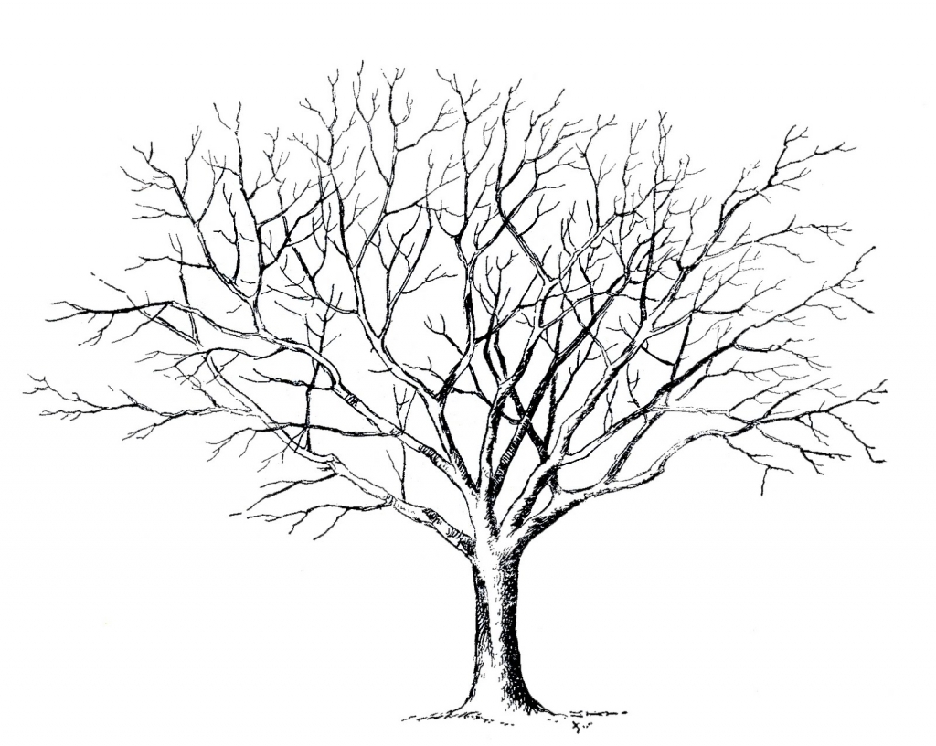 1024x816 Drawings Of Trees With Leaves Trees Without Leaves