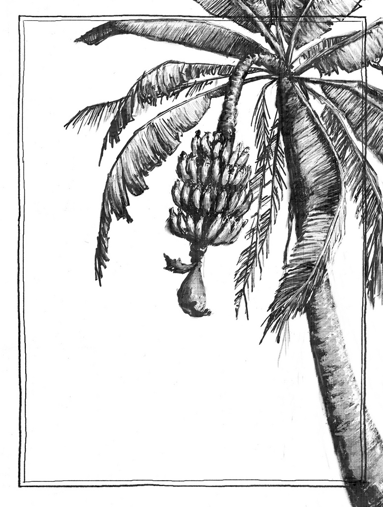 774x1024 Pencil Drawing Of A Banana Plant Banana Tree Drawing Free