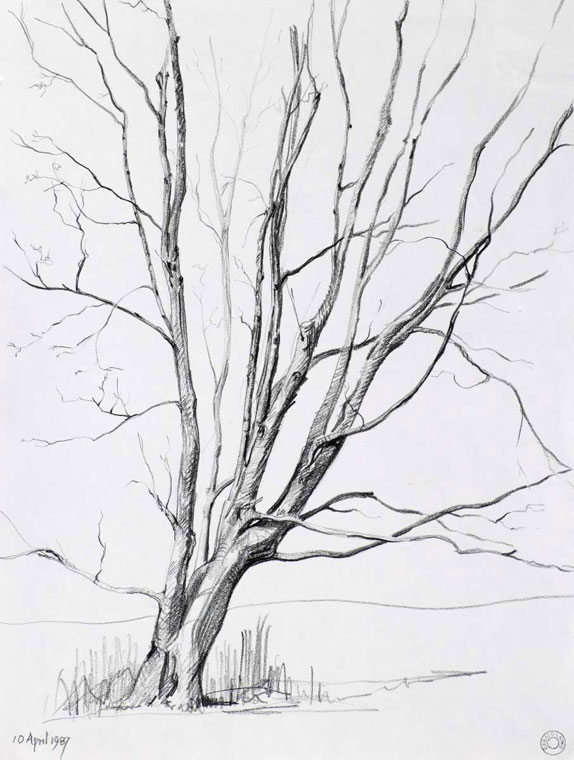 574x760 Pencil Drawings Trees Tree Ii Atherton Warks Drawings Cr108 1987