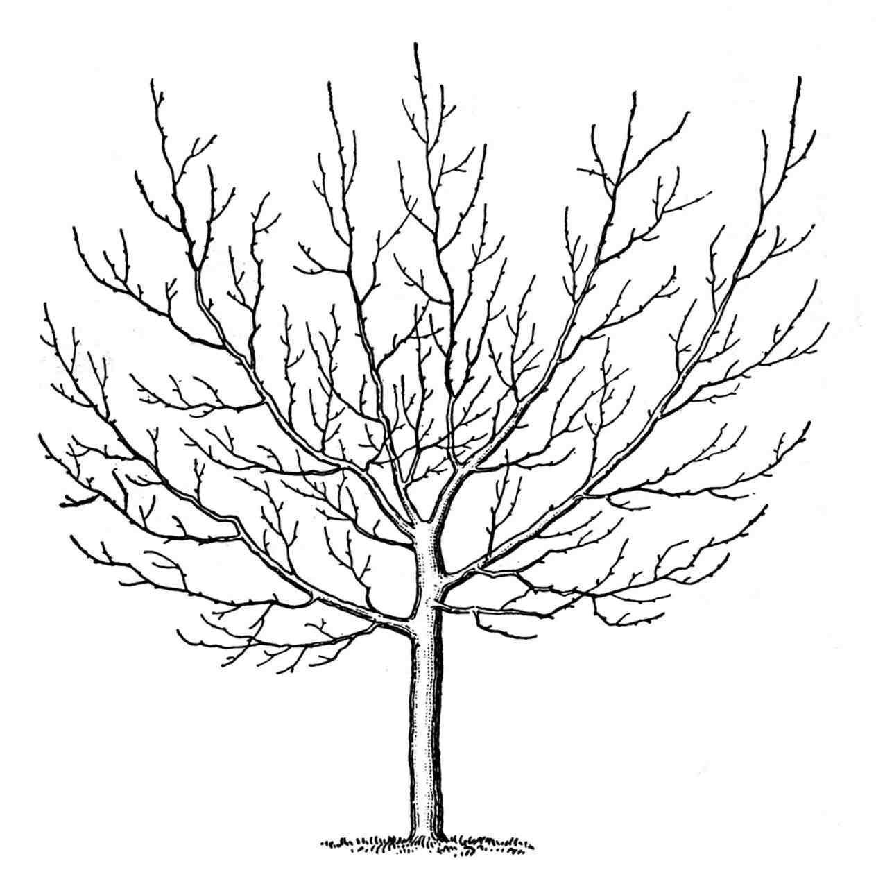 1263x1264 Simple Black And White Tree Drawings
