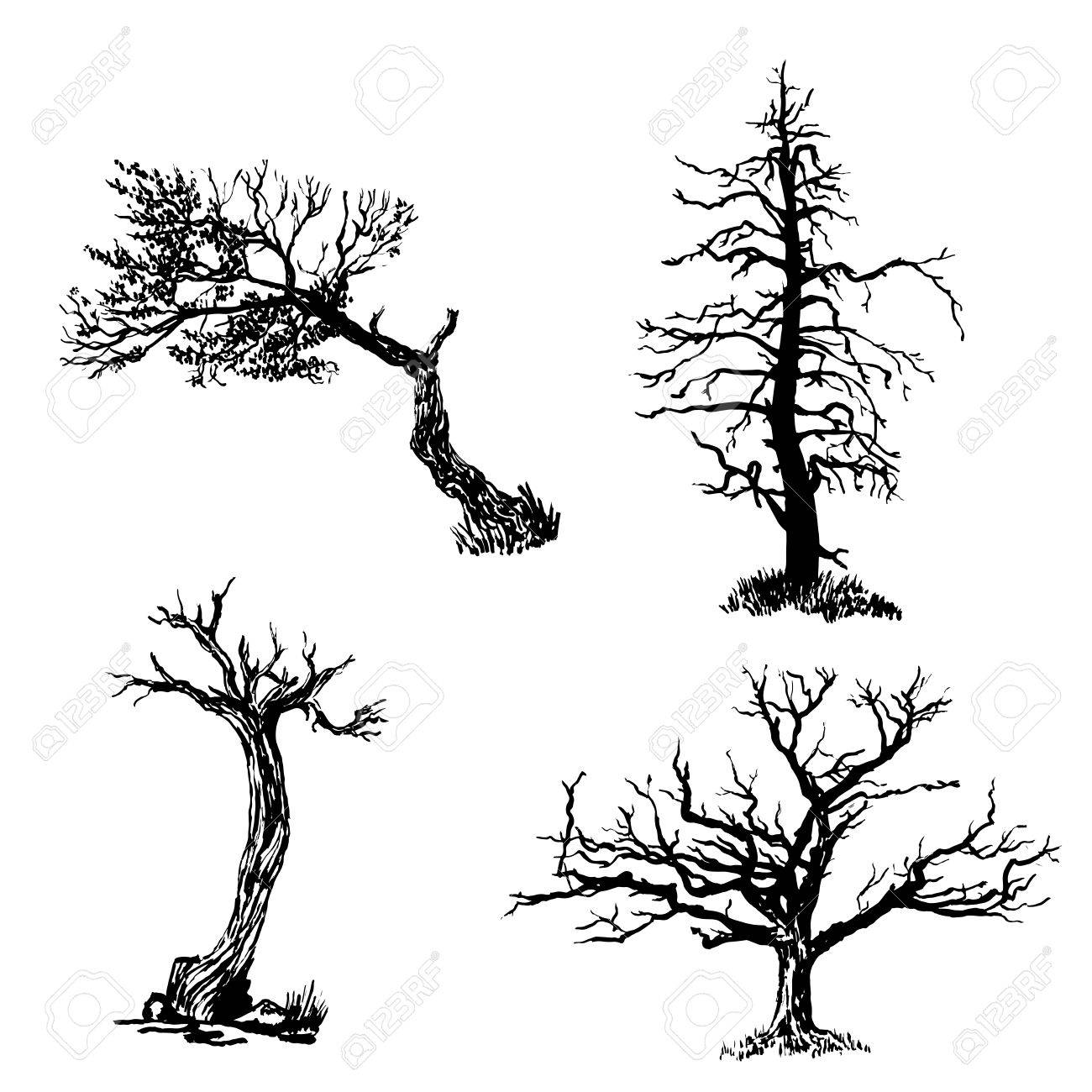 1300x1300 Drawing Set Of Four Trees Sketch Illustration Royalty Free