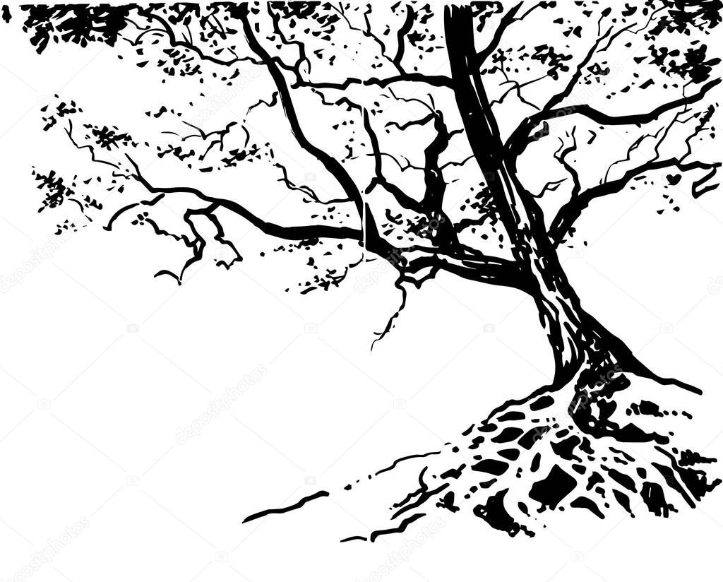 1024x824 Hand Drawn Tree Sketch Stock Vector Mazeina