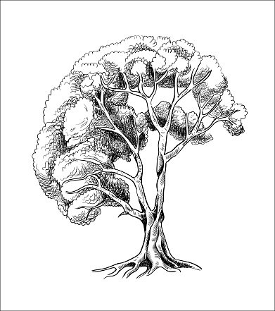 391x441 Vector Tree Sketch Engraving, Ink Silhouette Of A Tree Hand Drawn