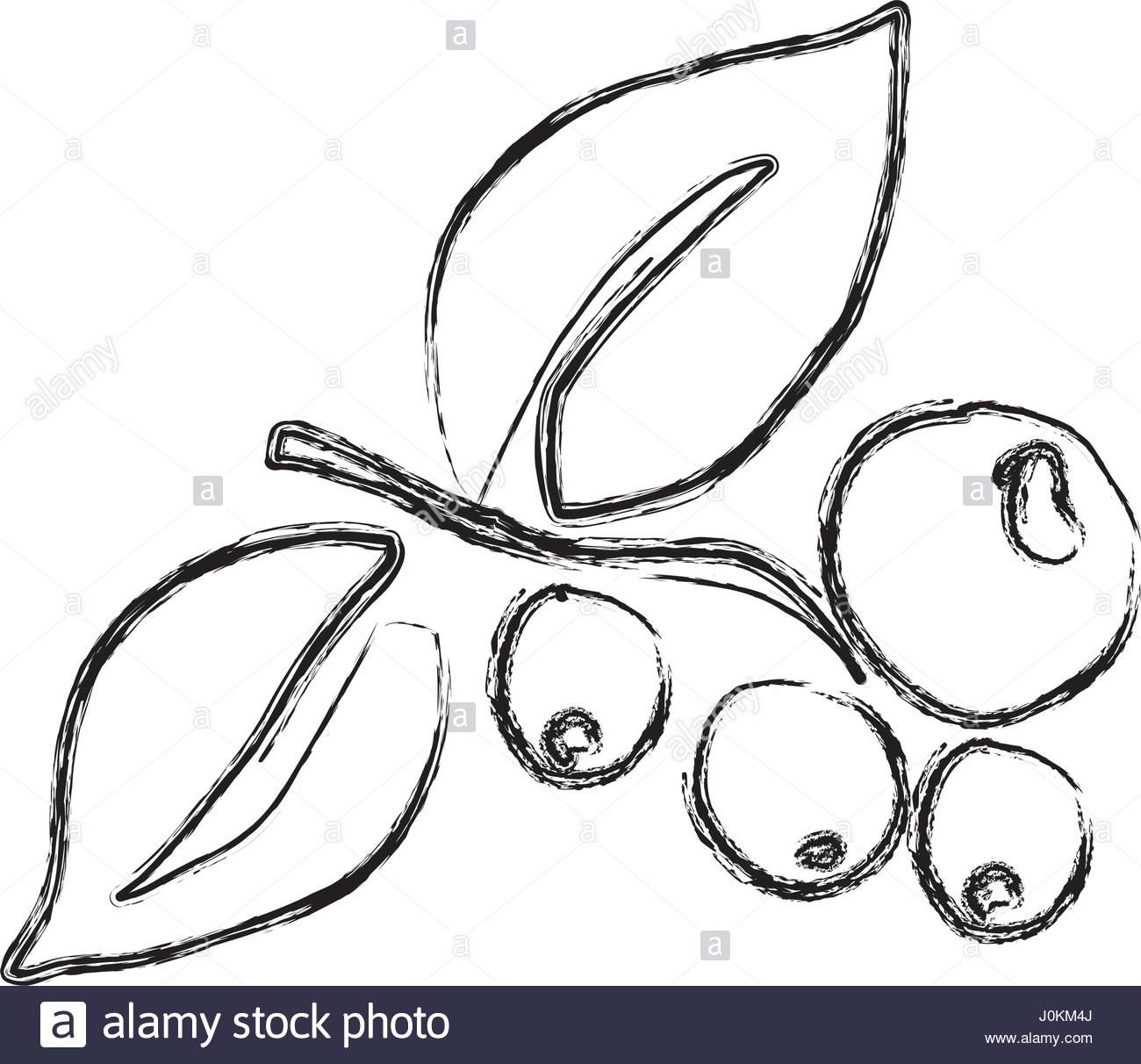 1300x1212 Monochrome Sketch Hand Drawn With Coffee Tree Branch With Grains