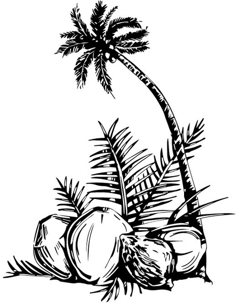 468x600 Coconut Tree Vector Free Vector In Adobe Illustrator Ai ( Ai