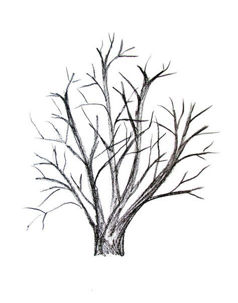 474x603 151 Best Drawing Trees Images On Drawing Tutorials