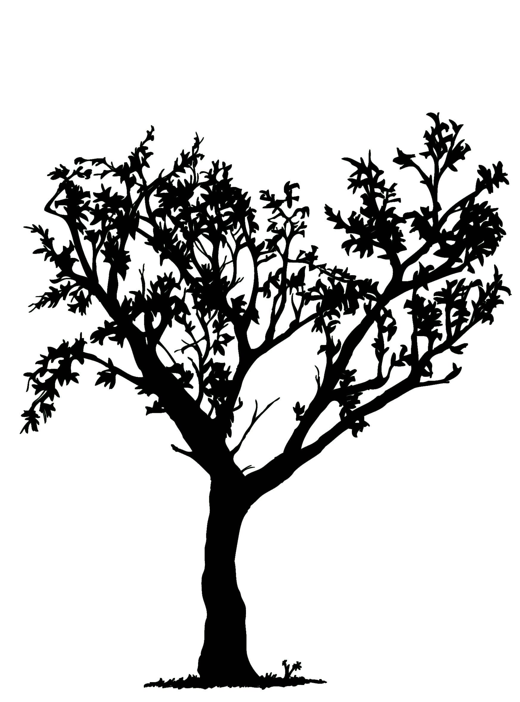 1744x2355 Tree Image Black And White