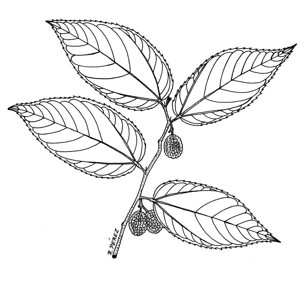 1234x1137 Drawing Leaves On Trees Drawing A Tree Without Leaves