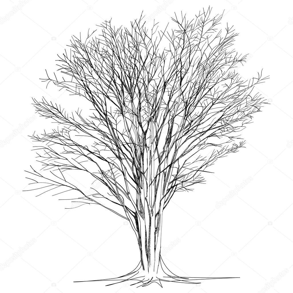 1024x1024 Large Bare Tree Without Leaves