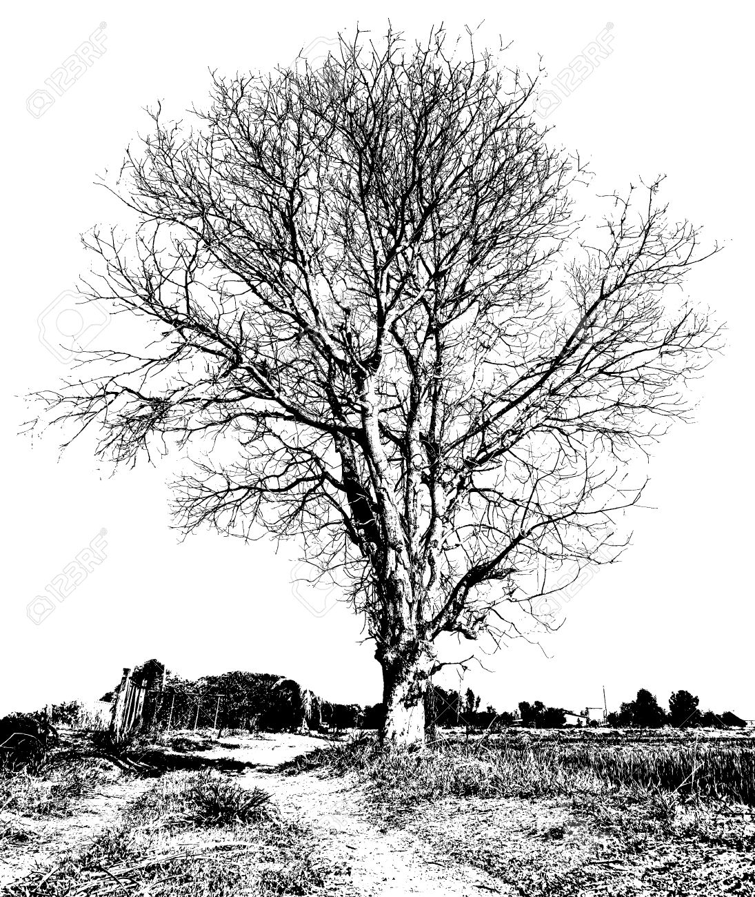 1095x1300 Black And White Drawing Of A Dry Tree Without Leaves, Which Is