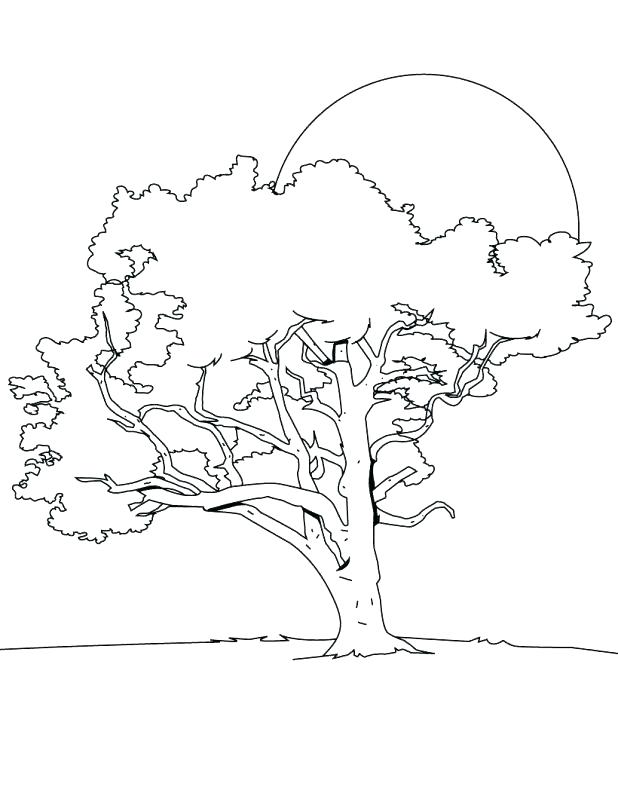 618x799 Lovely Coloring Pages Trees Print Breathtaking Tree For Line