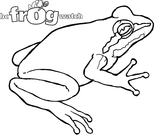 520x460 Drawing Of Tree Frogs Realistic Tree Frog Drawings