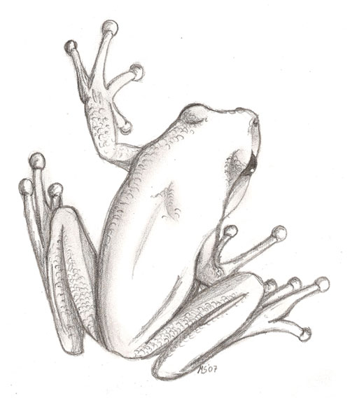 500x568 My Sister Asked Me To Draw A Frog For Her To Use As Tattoo On Her