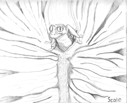 441x357 Red Eyed Tree Frog Drawing By Iamtherealbender