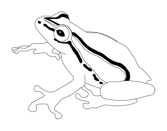 550x432 Tree Frog Line Drawing