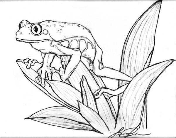 600x470 Tree Frog Leaf By Keldamage