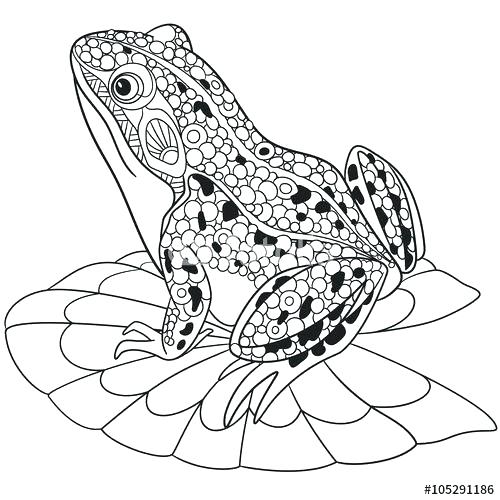 500x500 Coloring Pages Frogs Frog Coloring Pages Best Ideas On Template