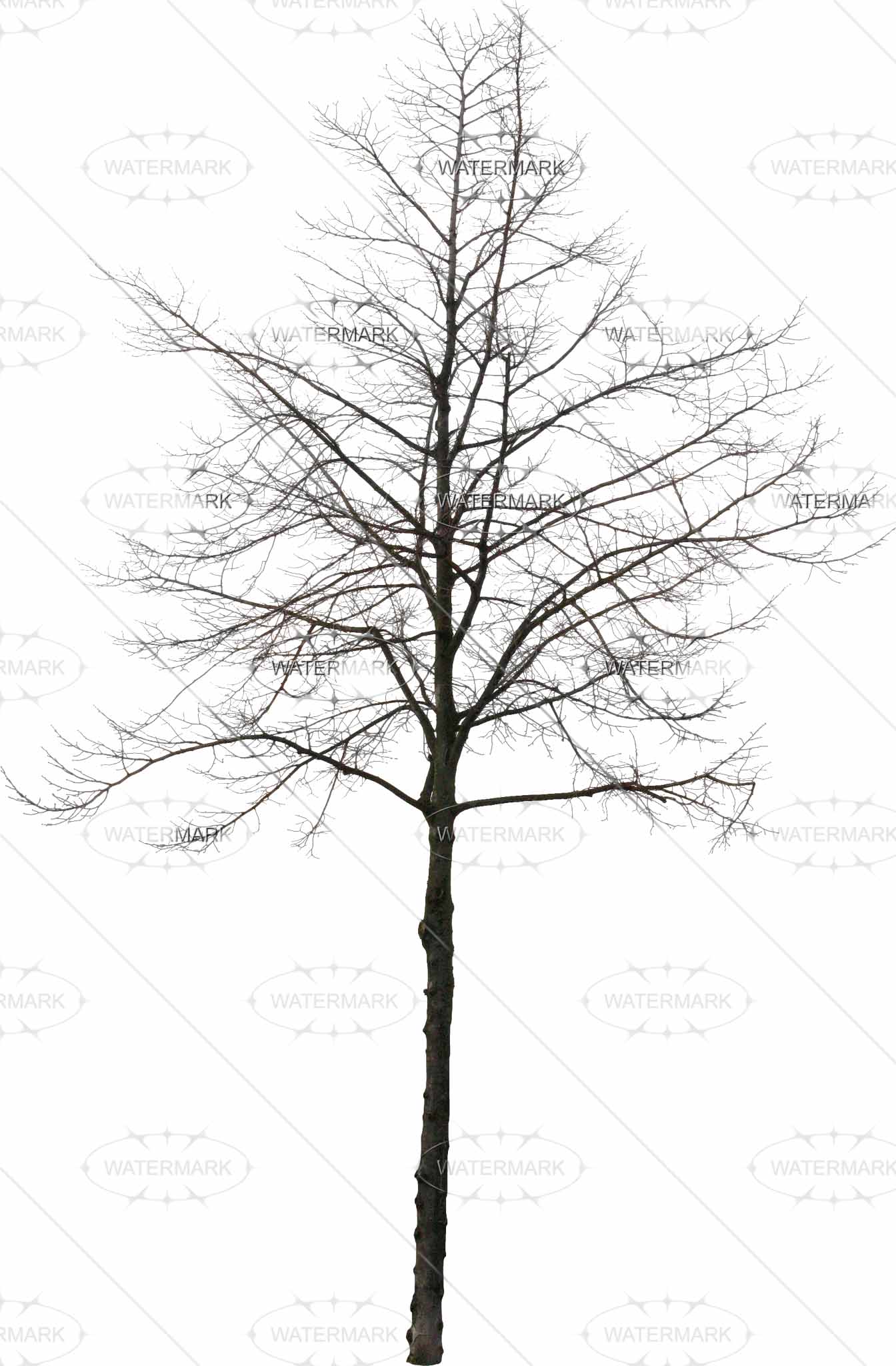 Tree In Winter Drawing