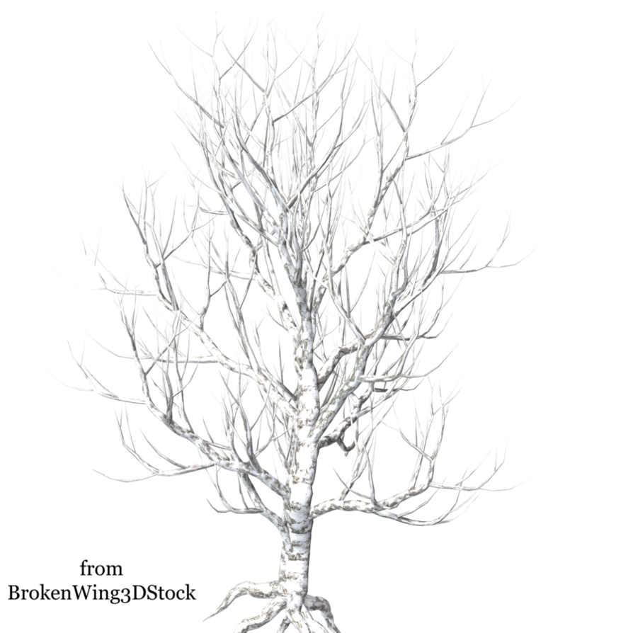 894x894 Winter Tree 8 By Brokenwing3dstock