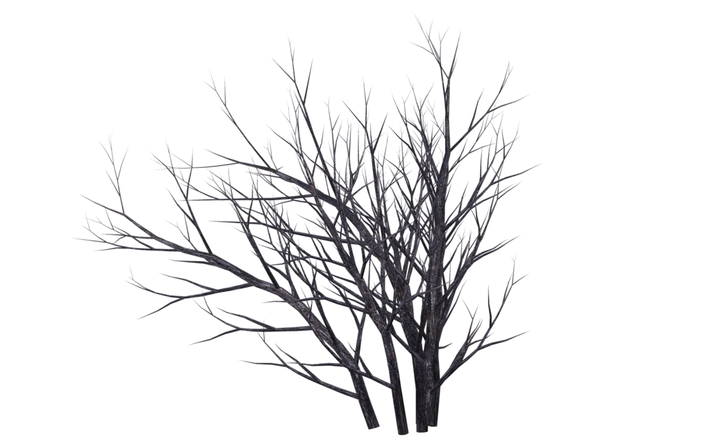 1024x639 Winter Bush 06 By Wolverine041269