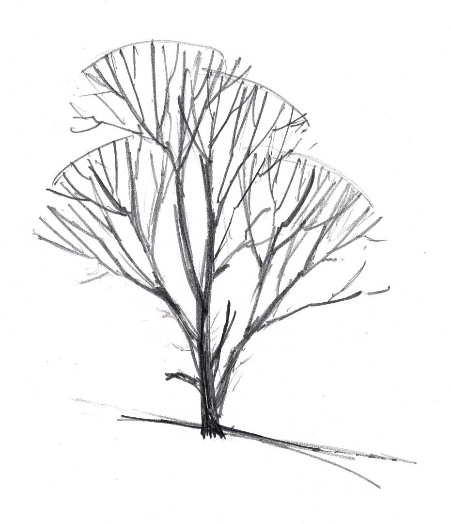 931x1080 Tree In Winter 7