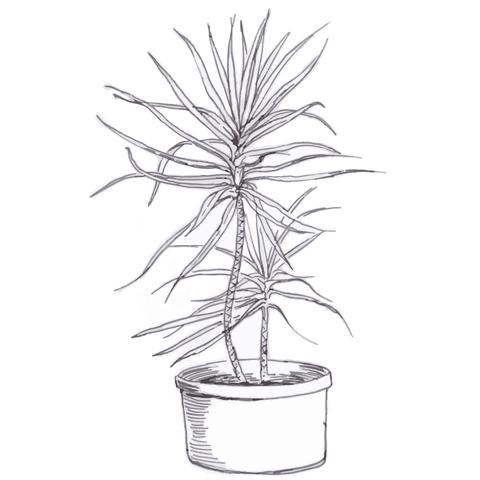 480x480 Dragon Tree Art Terrarium