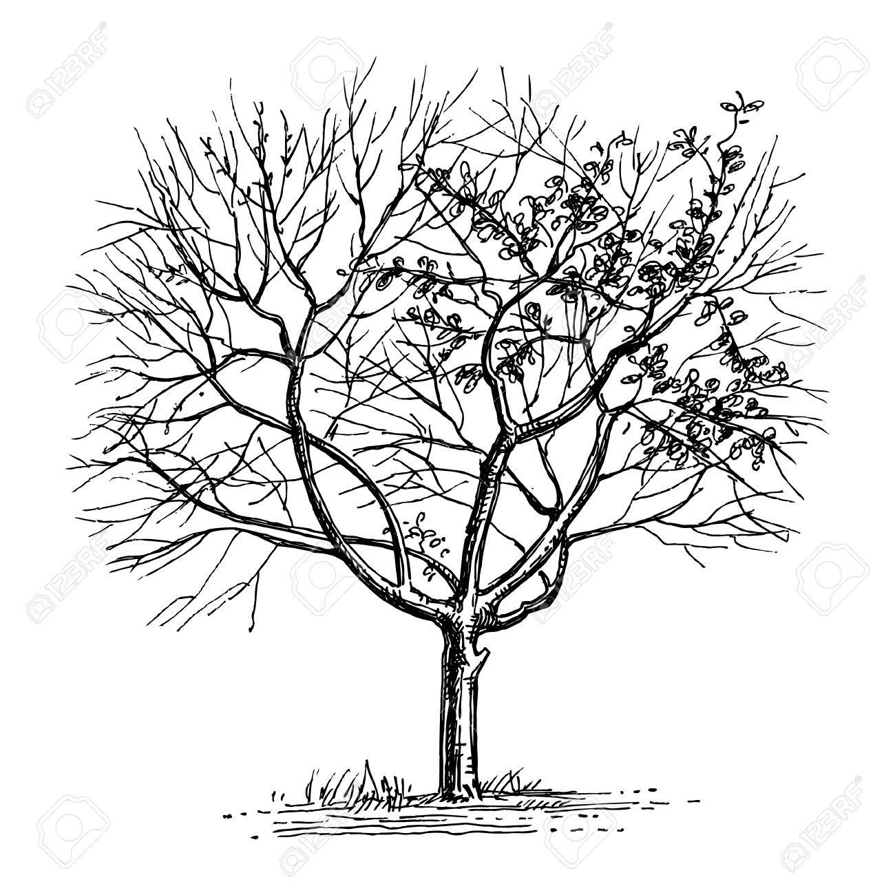 1300x1300 Ink Sketch Of Dry Tree. Royalty Free Cliparts, Vectors, And Stock