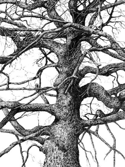 413x552 Pin By Willie Nel On Drawing Trees Drawing Trees