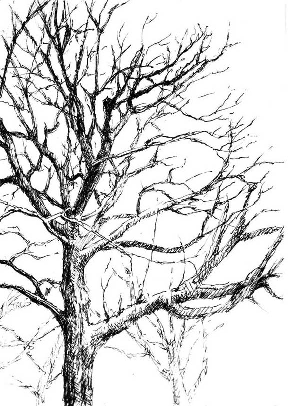 576x810 Pen And Ink Trees Pen And Ink Tree Drawings Interview, He