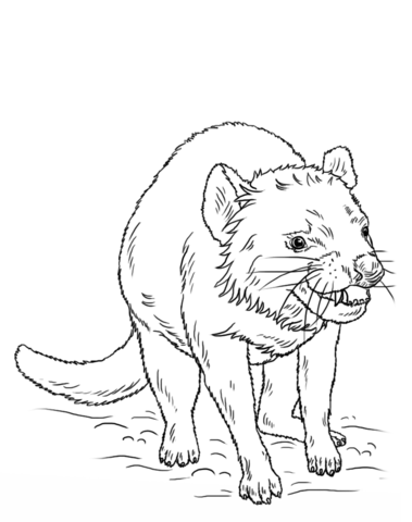 379x480 Kangaroos Coloring Pages Free Coloring Pages