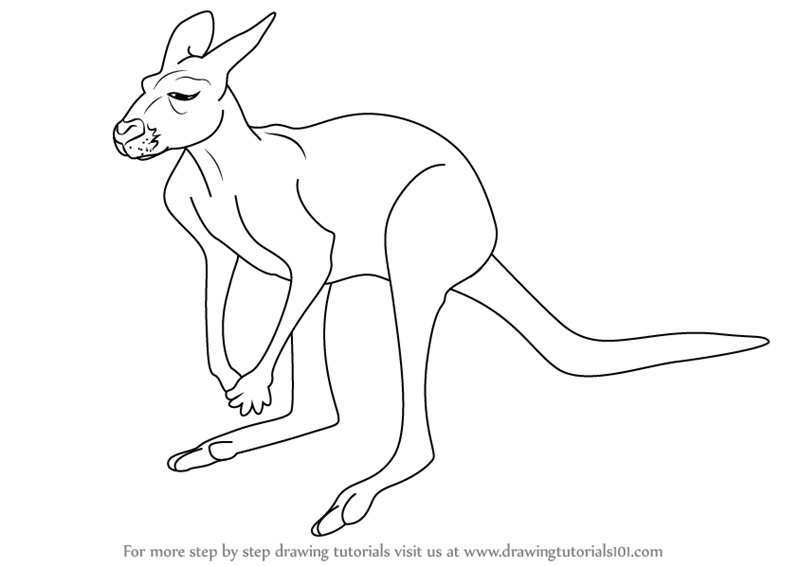 800x566 Learn How To Draw A Red Kangaroo (Kangaroos) Step By Step