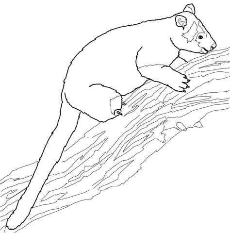 474x480 Tree Kangaroo Coloring Page Free Printable Coloring Pages