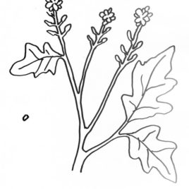 268x268 Mustard Tree Coloring Page Kids Drawing And Coloring Pages