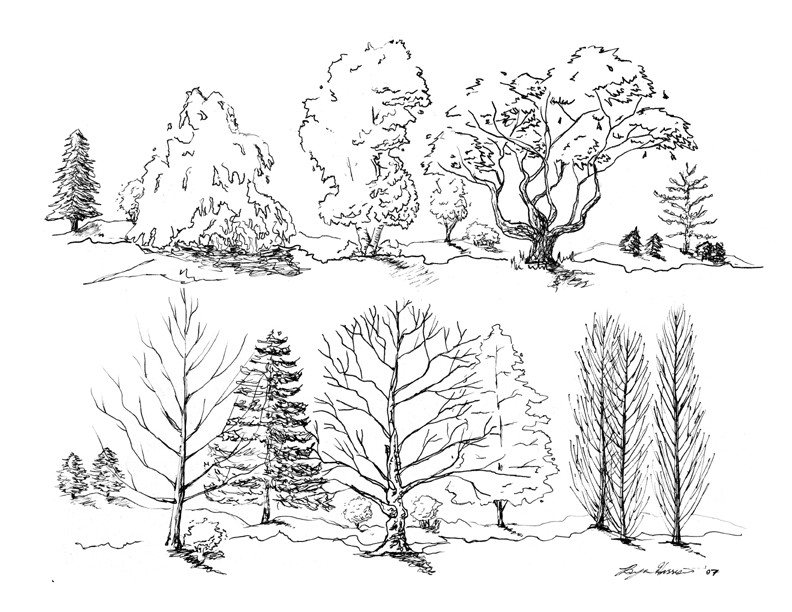 792x612 Loose Tree Sketches By On @